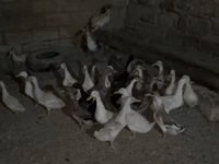 Geese — photo 6