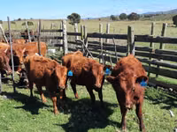 Ng'ombe jike, Aberdeen – Angus — picha 2
