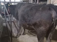 Cow, Holstein breed — photo 2