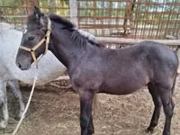 Caballo, Caballos — foto 4