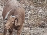 Goat, Goats — photo 1
