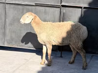 Sheep, Hissar sheep — photo 1