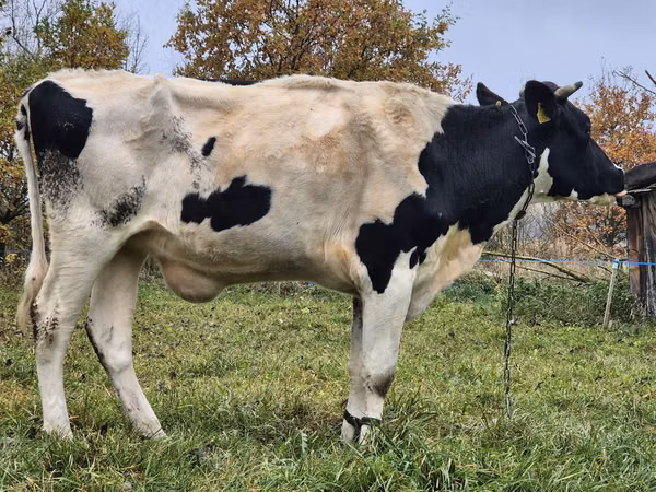 Ng'ombe jike, Russian Black pied cattle