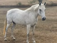 Mare, Shagya — photo 1