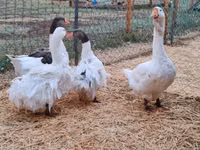 Geese — الصورة 6