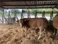 Bull, Blonde d’Aquitane cattle — photo 1