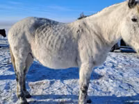 Caballo, Alter Real — foto 5