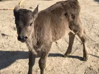 Bull, Brown Latvian — photo 2