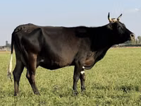 गाय, मवेशी — फ़ोटो 7