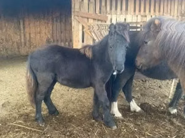 母马, Shetland Pony