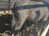 Farasi dume, Kustanai horse — picha 3