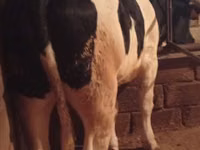 母牛, Russian Black pied cattle — 照片 2