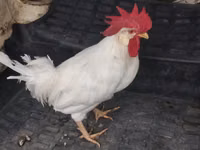Chickens — الصورة 1
