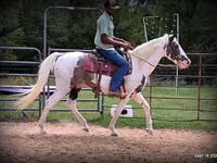 Farasi dume, National Show Horse — picha 5