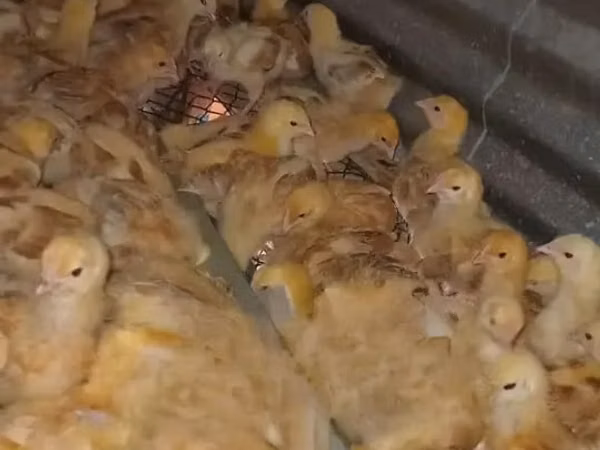 Chickens