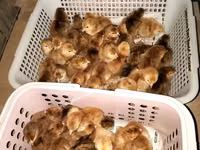 Rhode Island Rot — Foto 1