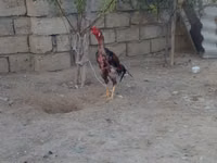 Chickens — photo 2