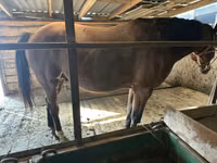Horse (M), Manipuri pony — photo 4