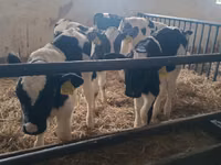 公牛, Russian Black pied cattle — 照片 1
