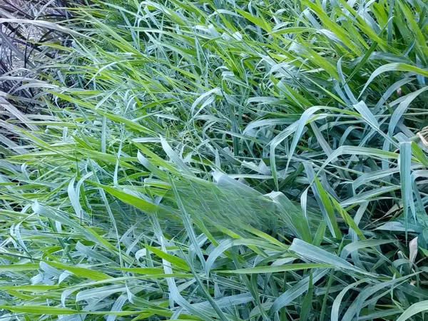 Bracharia Mullato 2