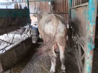 Ng'ombe dume, Auliakol breed — picha 6
