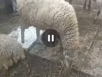 भेड़, भेड़ — फ़ोटो 1