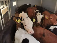 公牛, Cattle — 照片 1