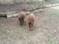 أغنام (دفعة، الجنس غير محدد), Daglıс sheep — الصورة 3