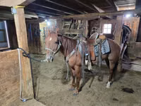 حصان, Quarter Horse — الصورة 5