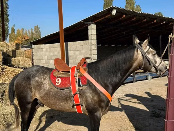 Farasi dume, Arabian horse