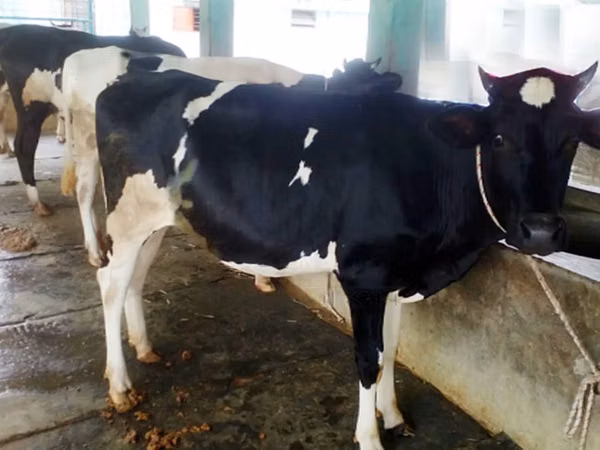 गाय, गोलस्टीन नस्ल