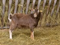 Mbuzi jike, Toggenburg goat — picha 1