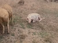 Widder, Assaf sheep — Foto 5