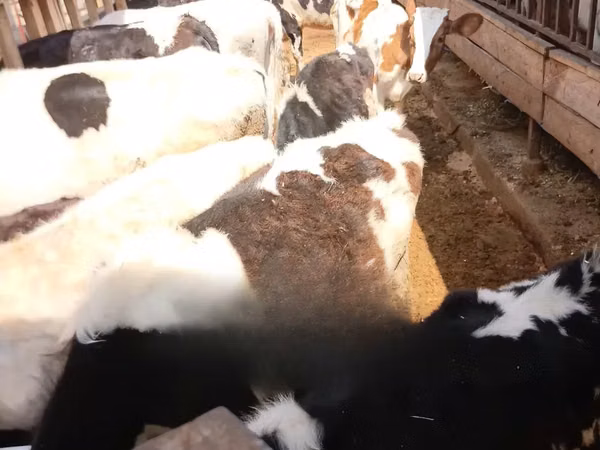 Ng'ombe jike, Banda la Holstein