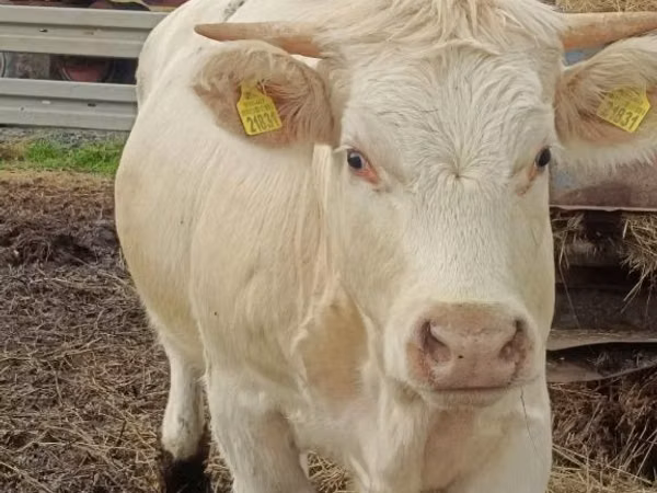بقرة, Charolais cattle