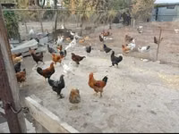 Chickens — फ़ोटो 1