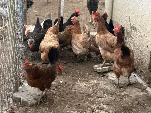 Chickens
