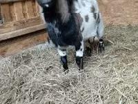 Ziegenbock, Dutch Landrace goats — Foto 2