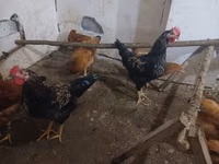 Chickens — 照片 1