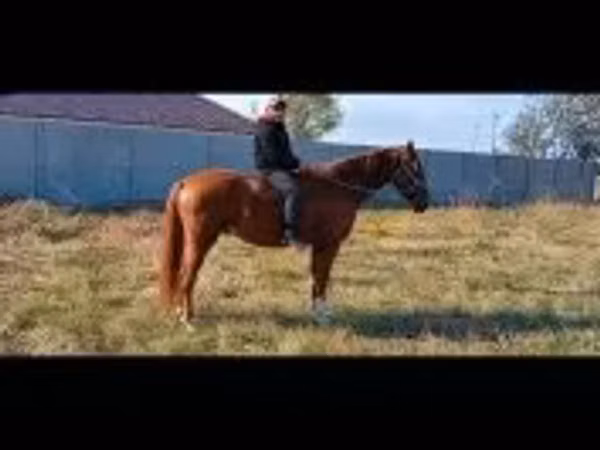 Caballo, Kisber felver