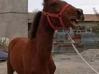 Caballo, Budyonny horse — foto 3