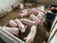 Schweine (Partie, Geschlecht nicht angegeben), Schweine — Foto 5