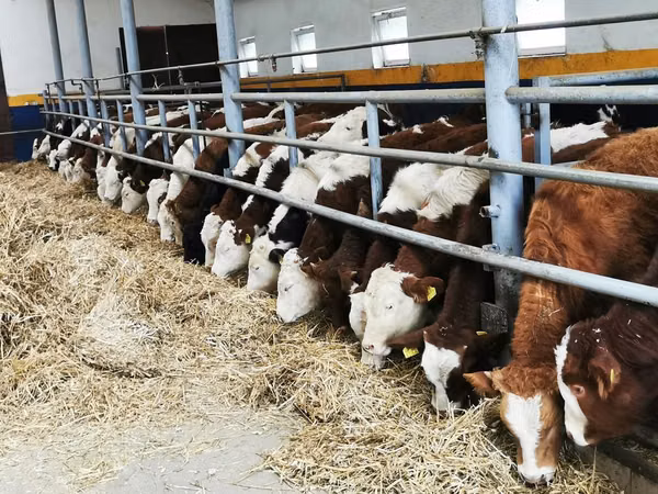 Bovinos (lote, sexo no especificado), Simmental cattle
