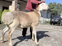 मेढ़ा, Arashan sheep — फ़ोटो 1