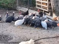 Guinea fowl — Foto 1