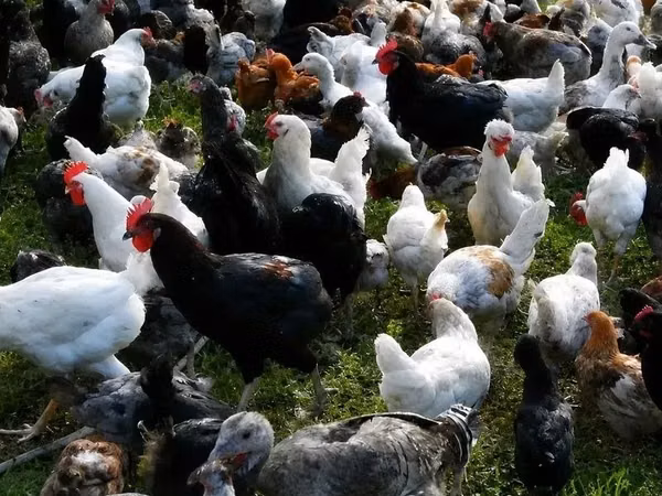 Chickens