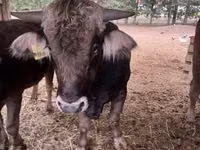 Bull, Brown Carpathian breed — photo 2