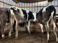 Kuh, Russian Black pied cattle — Foto 2