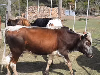 Ng'ombe jike, Nguni cattle — picha 4