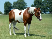 公马, Quarter Horse — 照片 2